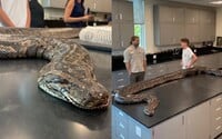 Na Floride našli najťažšiu samicu pytóna v histórii. V žalúdku mala jelenie kopytá, vedci našli aj 122 vajíčok