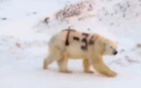 Na ľadového medveďa v Rusku niekto nasprejoval nápis T-34. Zviera zrejme neprežije