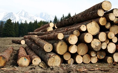 Na Slovensku sa skončil biomasaker. Spaľovanie zdravých stromov bolo v parlamente zakázané Na Slovensku sa skončil biomasaker. Spaľovanie zdravých stromov bolo v parlamente zakázané