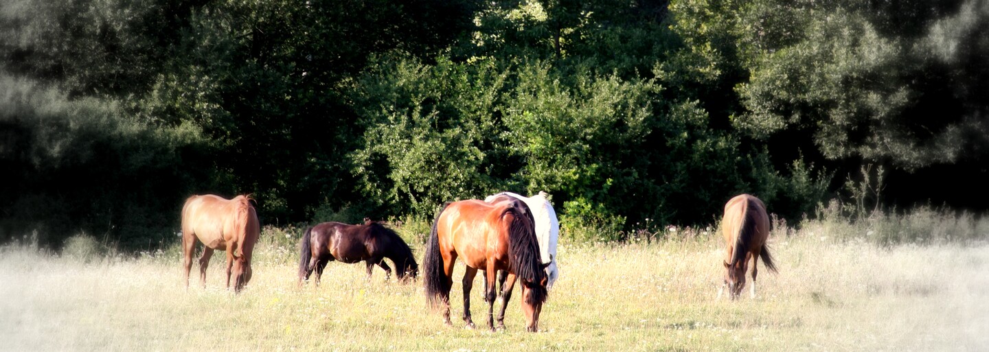 Na východe Slovenska úraduje konská mafia. Škody za desiatky tisíc eur sa snažia farmári vyriešiť aj na vlastnú päsť