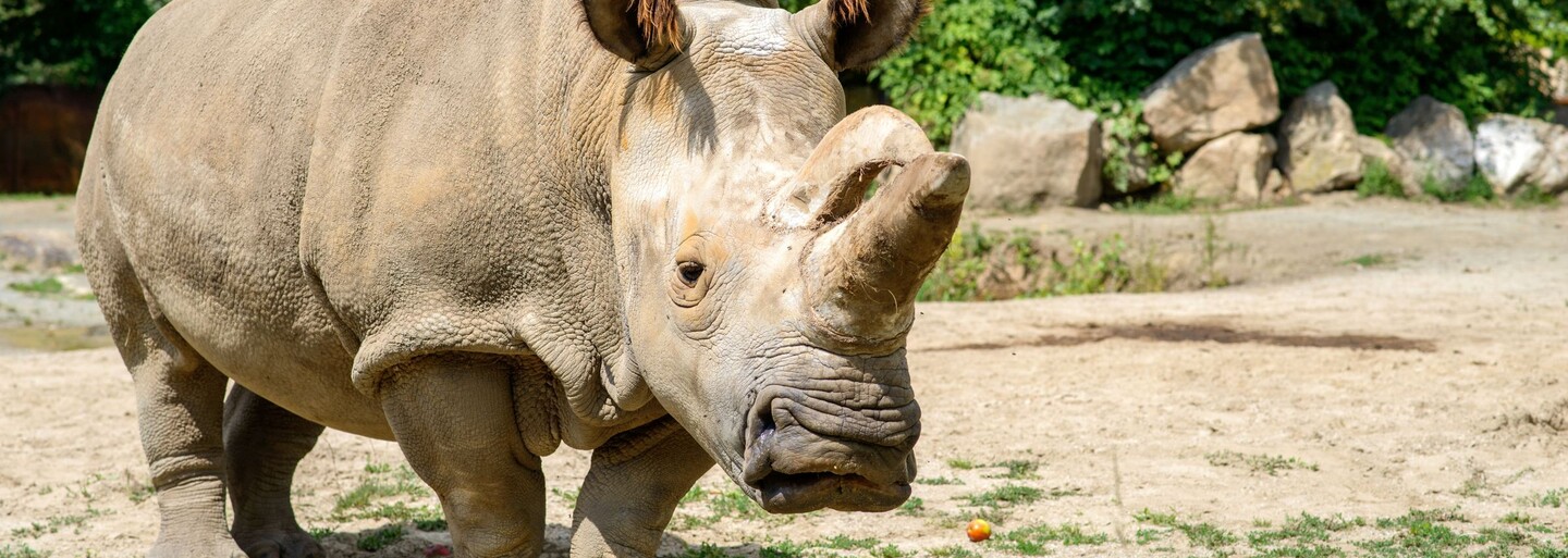 Naděje pro ohrožené nosorožce: Vědci v Česku udělali významný krok k záchraně druhu