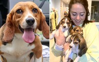 Najväčšia záchranná akcia psov v histórii USA: Organizácie zachránili 4000 bíglov, ktoré boli určené na pokusy s drogami