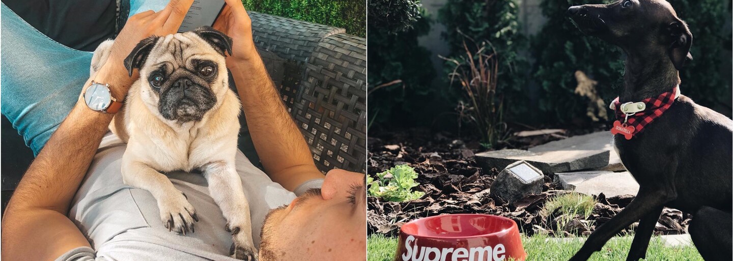 Najznámejšie zvieratá na slovenskom Instagrame: Gogov pes má 200 000 followerov, Pil C-ho chrt miluje Supreme