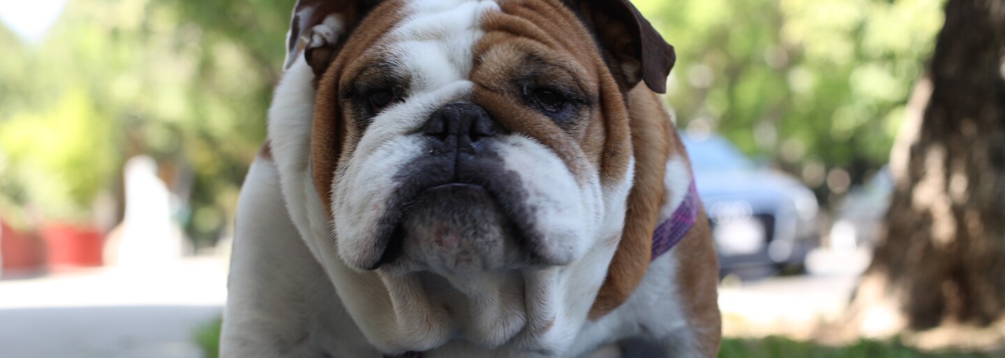 Nekupujte si buldoka. Veterináři vyzývají k úpravě plemene