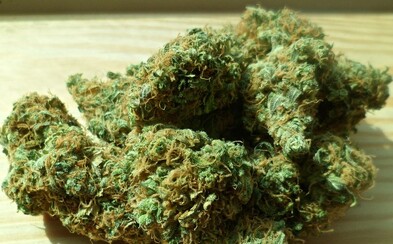 Německo plánuje povolit užívání marihuany. Zatím však pouze pro lékařské účely Německo plánuje povolit užívání marihuany. Zatím však pouze pro lékařské účely