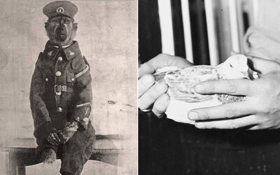 Neuvěřitelné příběhy zvířecích veteránů: Holub to natřel nacistům, pavián přišel o nohu a do smrti psychicky trpěl
