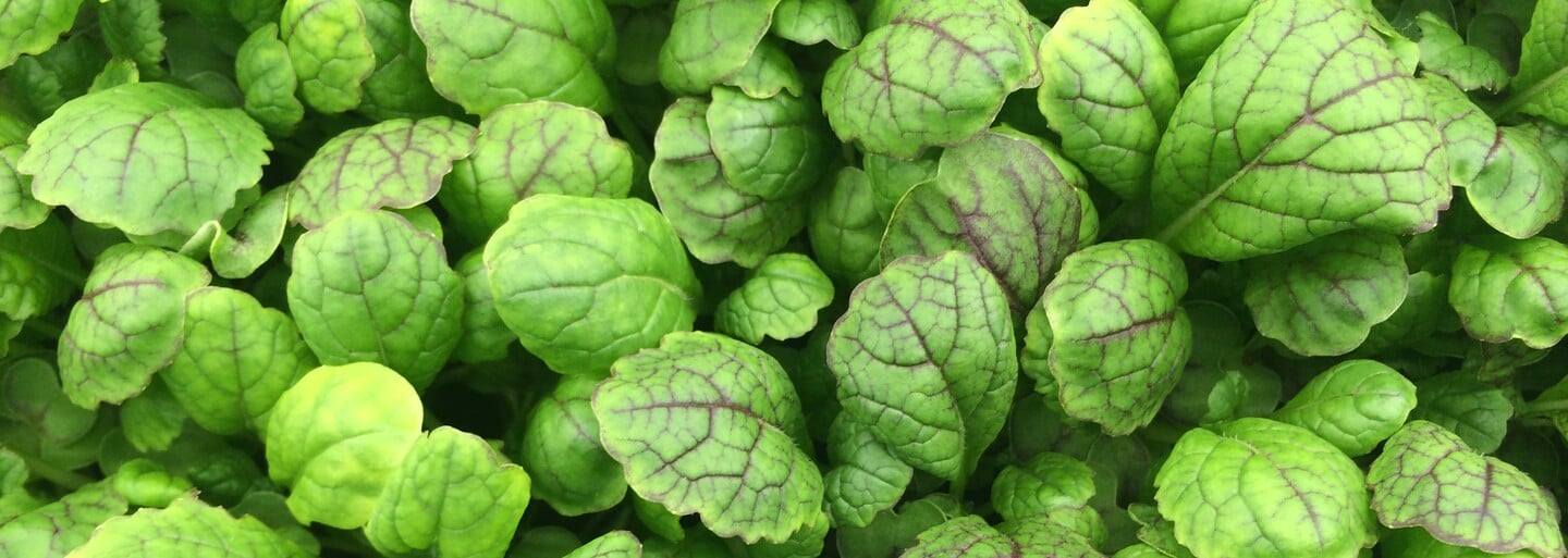 Nevyužíva pôdu ani slnko, no má vypestovať takmer 1000 ton zeleniny. Farma AeroFarms sa nachádza v interiéri