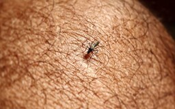 Nič nie je také efektívne ako sieťky proti komárom, hovorí odborník. Zisťovali sme, ako môžeš prežiť leto bez štípancov