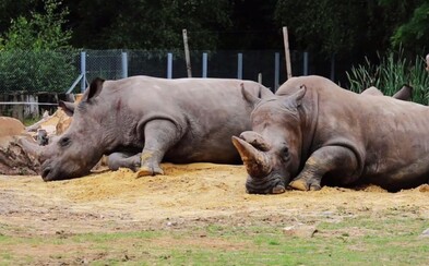 Nosorožcom v českej ZOO odpília rohy. Chcú ich tam ochrániť pred pytliakmi, ktorí zabíjajú aj v zoologických záhradách Nosorožcom v českej ZOO odpília rohy. Chcú ich tam ochrániť pred pytliakmi, ktorí zabíjajú aj v zoologických záhradách