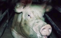 Nové video z českých velkochovů ukazuje ztrápená zvířata přežívající v hrozných podmínkách