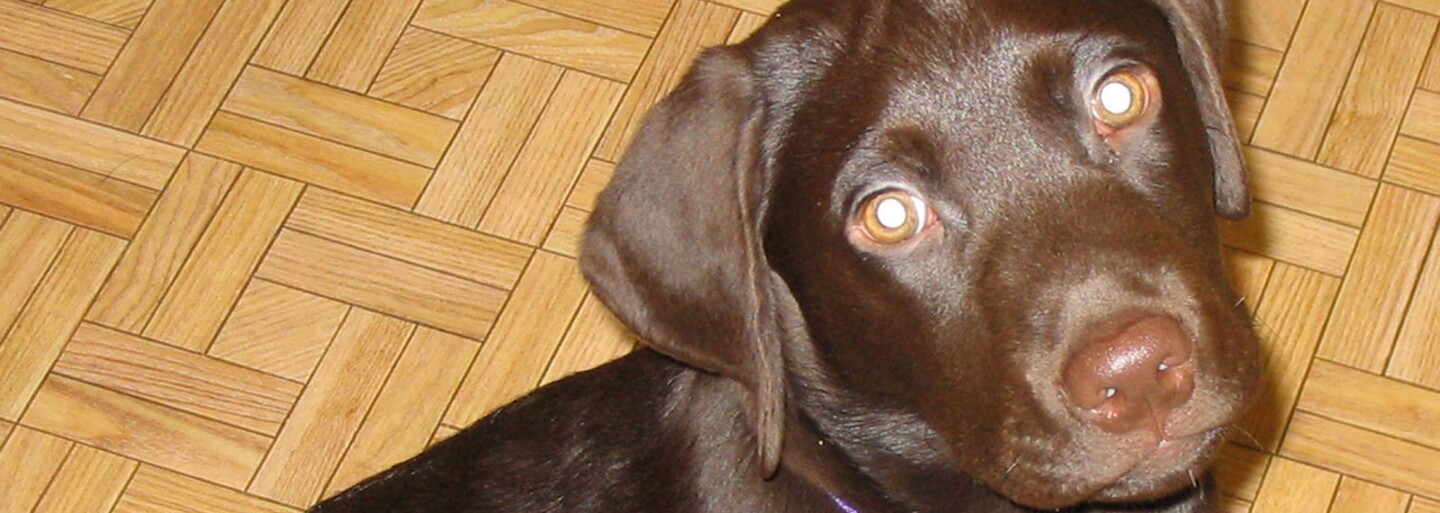 Novomanželia si zaobstarali drahú svadobnú tortu. Tesne pred obradom im ju však zožral roztomilý labrador