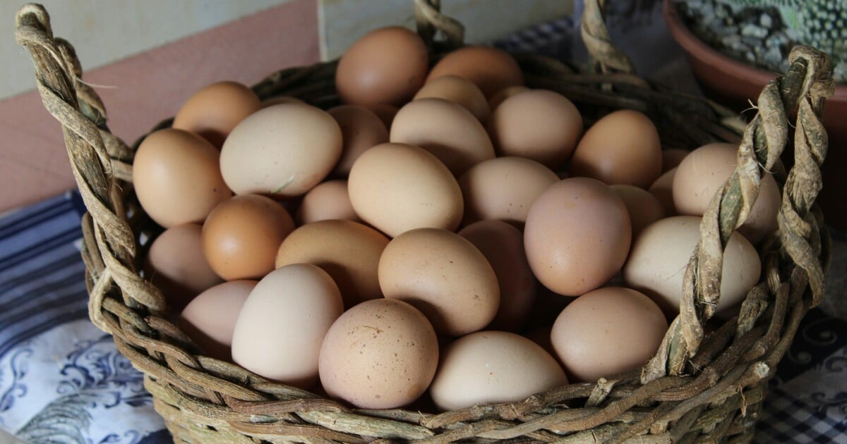 Vajíčka a strašák jménem cholesterol. Nutriční expertka boří mýty, které v Česku ožívají s příchodem Velikonoc