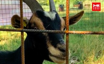O trávu v Bratislave sa postarajú kozy. Mesto skúša experiment s kosením za pomoci Vendy a Lízy O trávu v Bratislave sa postarajú kozy. Mesto skúša experiment s kosením za pomoci Vendy a Lízy