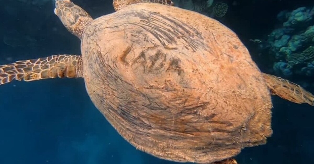 Čech v Egyptě údajně vyryl jméno želvě do krunýře. Lidé zuří a spekulují, zda je ohavný záběr skutečný