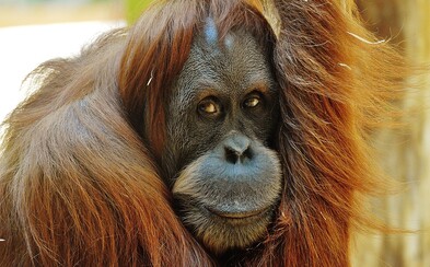 Objavili nový druh orangutana. V izolácii žil tisícky rokov, teraz je ohrozený Objavili nový druh orangutana. V izolácii žil tisícky rokov, teraz je ohrozený