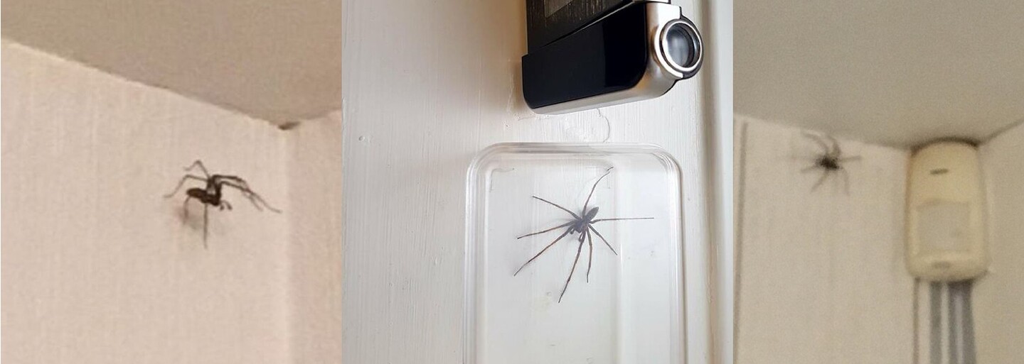 Obrovské pavúky v britských domoch sú tak veľké, že spúšťajú alarm proti zlodejom