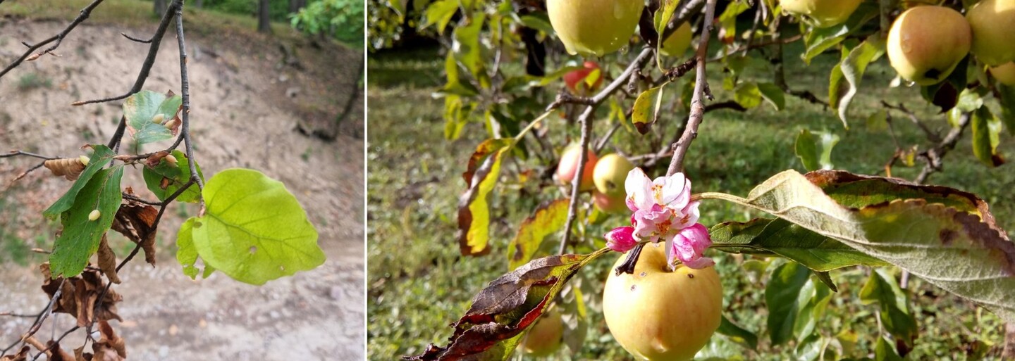 Odborníci zaznamenali na Slovensku vzácný jev, sekundární rašení listů