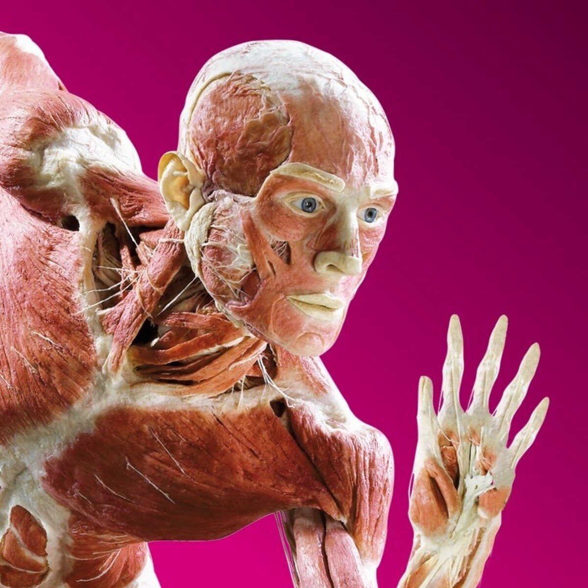 Body worlds