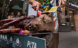 Opekaný pes na námestí vydesil malých školákov. PETA týmto spôsobom bojovala za práva zvierat