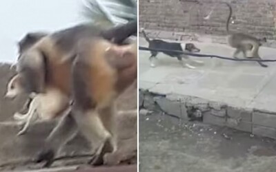 Opice v indickej dedine „z pomsty“ zabili stovky psov. Ohrozujú už aj malé deti