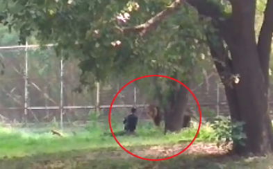 Opitý muž vošiel v zoo do výbehu leva a začal ho dráždiť. Ten sa nenechal a po niekoľkých sekundách na neho skočil Opitý muž vošiel v zoo do výbehu leva a začal ho dráždiť. Ten sa nenechal a po niekoľkých sekundách na neho skočil