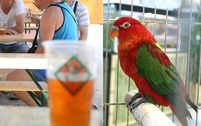 Opitý Slovák v bare zbil suseda pre papagája. Vraj mu len „vyletela ruka“