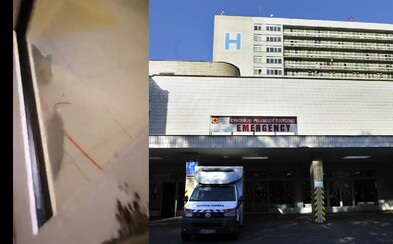 Otrasný stav slovenských zdravotníckych zariadení. Po Ružinovskej nemocnici v Bratislave utekal potkan Otrasný stav slovenských zdravotníckych zariadení. Po Ružinovskej nemocnici v Bratislave utekal potkan