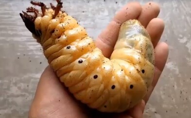 Ozrutná larva, ktorá sa nezmestí do ľudskej dlane. Takto rastie jeden z najväčších chrobákov na svete Ozrutná larva, ktorá sa nezmestí do ľudskej dlane. Takto rastie jeden z najväčších chrobákov na svete