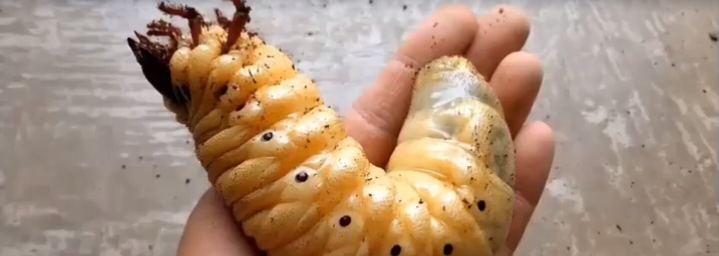 Ozrutná larva, ktorá sa nezmestí do ľudskej dlane. Takto rastie jeden z najväčších chrobákov na svete
