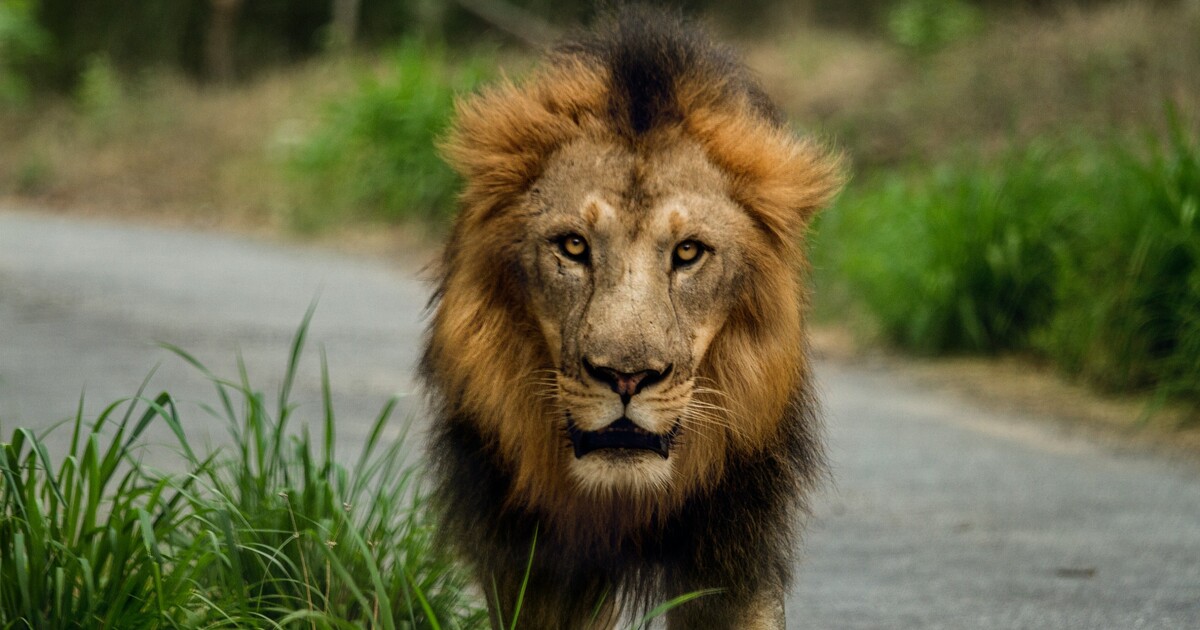 V zooparku u Prahy utekl lev a zaútočil na člověka. Policisté ho zastřelili