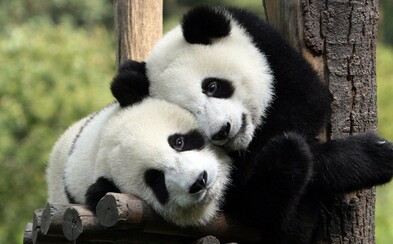 Pandy v pražské zoo nebudou, prezident je nechce Pandy v pražské zoo nebudou, prezident je nechce