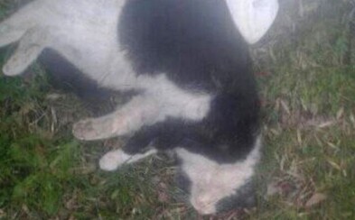 Páťák z Karviné umlátil kočku o patník Páťák z Karviné umlátil kočku o patník