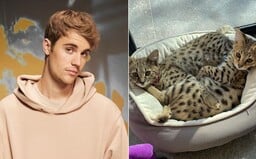 PETA kritizuje Justina Biebera kvôli kúpe mačiek za 35-tisíc. Riešte skutočné problémy, odkazuje spevák
