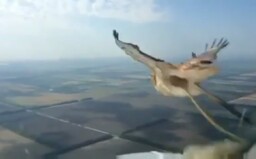 Pilot ruského Boeingu nakrútil, ako do skla v kabíne narazil vták. Lietadlo bezpečne pristálo