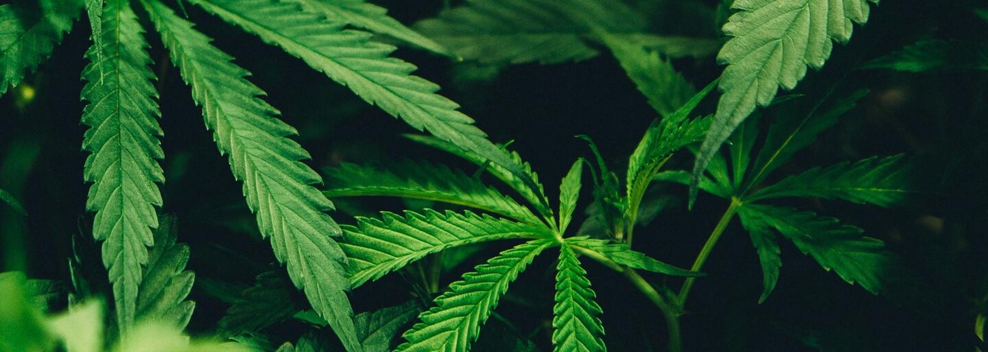 Piráti pracují na novele zákona o legalizaci marihuany, spolupracují s národním protidrogovým koordinátorem