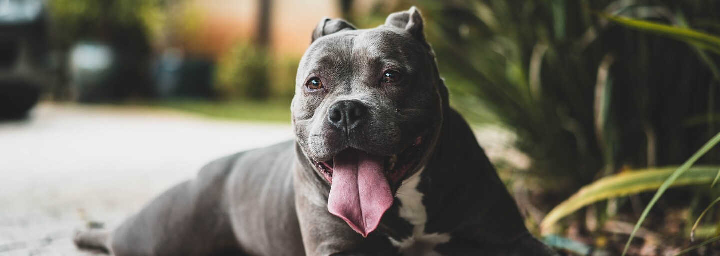 Pitbul nie je agresívnejší ako iné psy. Plemeno so správaním psa takmer vôbec nesúvisí, hovorí nová štúdia