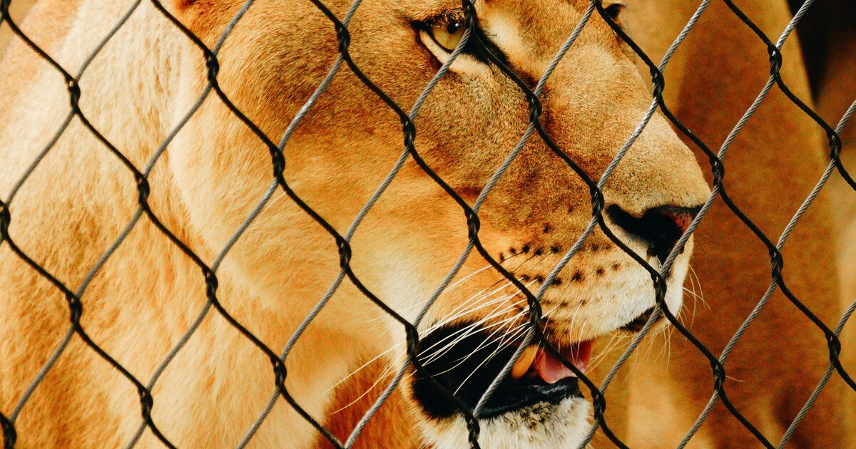 Muž v Rokycanech nelegálně choval lvice a pumu. Místní si stěžovali na jejich řev