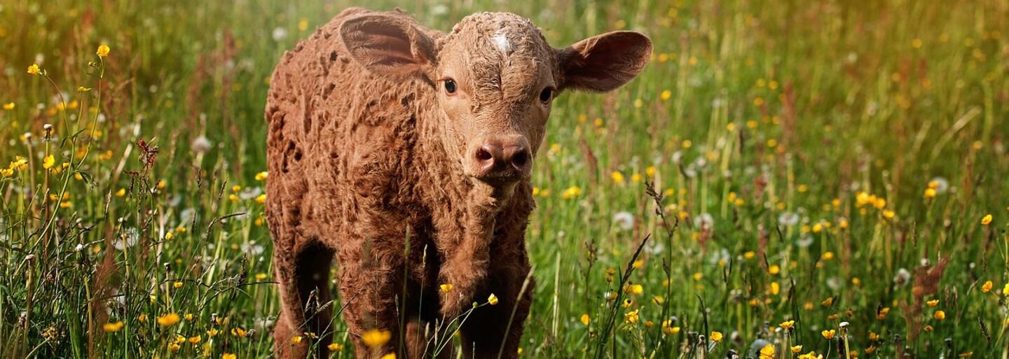 Plačící veganka se vloupala na jatka a přivázala se k teleti, které měli porazit, aby mu zachránila život
