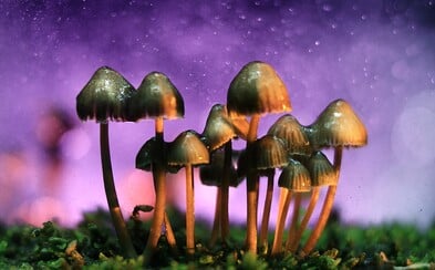 Po marihuane aj magické huby. Kalifornia má možnosť dekriminalizovať jednu z najtvrdších drog Po marihuane aj magické huby. Kalifornia má možnosť dekriminalizovať jednu z najtvrdších drog