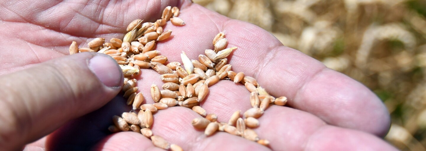 Po tom, čo India zakázala vývoz pšenice, ceny obilniny prekonali nové rekordy