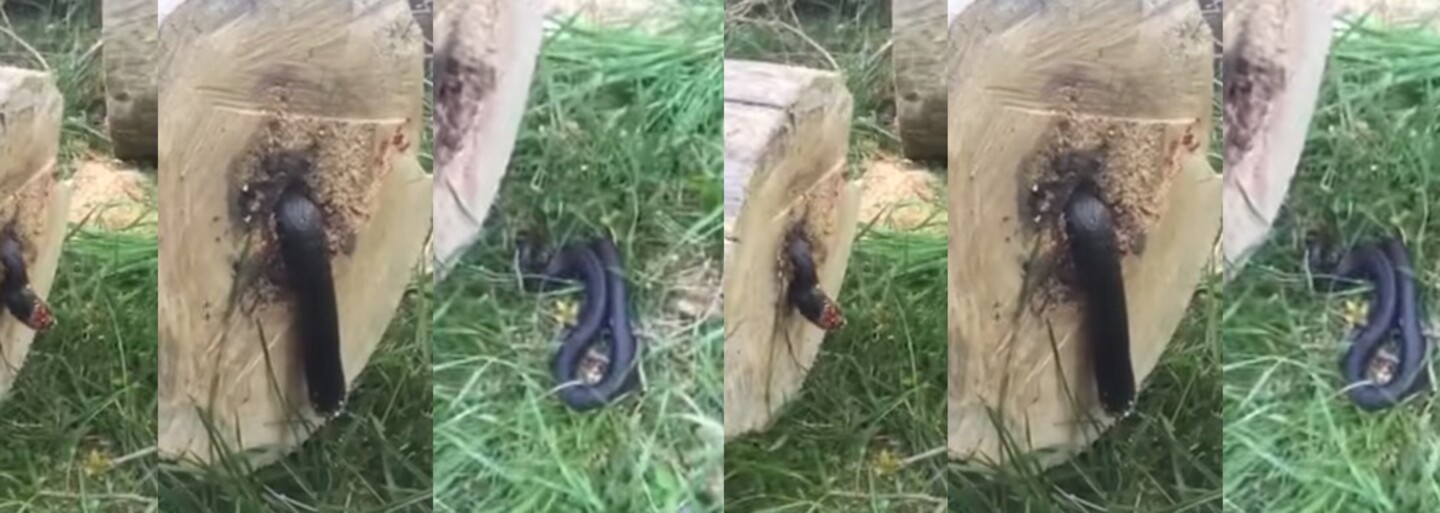 Po vyrúbaní stromu našiel v jeho kmeni chlapík nepríjemné prekvapenie. Hadovi zničil jeho bezpečné útočisko