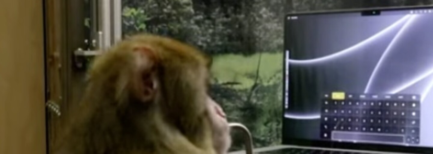 Podívej se, jak opice s implantovaným Neuralinkem píše myšlenkami. Musk chce začít testovat na lidech do půl roku