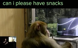 Podívej se, jak opice s implantovaným Neuralinkem píše myšlenkami. Musk chce začít testovat na lidech do půl roku