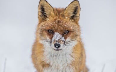 Podívej se na nejlepší fotky z Czech Nature Photo. Vyhlašování čtvrtého ročníku muselo proběhnout online Podívej se na nejlepší fotky z Czech Nature Photo. Vyhlašování čtvrtého ročníku muselo proběhnout online
