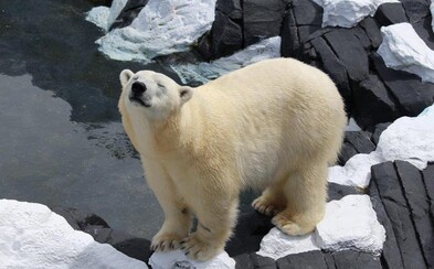 Polárna medvedica zomrela pravdepodobne vinou zoologickej záhrady. Ľudská ignorancia niekedy presahuje všetky hranice Polárna medvedica zomrela pravdepodobne vinou zoologickej záhrady. Ľudská ignorancia niekedy presahuje všetky hranice