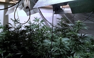 Policajti šli odprevadiť opitú dôchodkyňu domov, našli jej na povale marihuanovú farmu Policajti šli odprevadiť opitú dôchodkyňu domov, našli jej na povale marihuanovú farmu