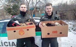 Policajti zachránili jedenásť šteniatok, ktoré mrzli v osade na východe Slovenska. Teraz hľadajú nový domov