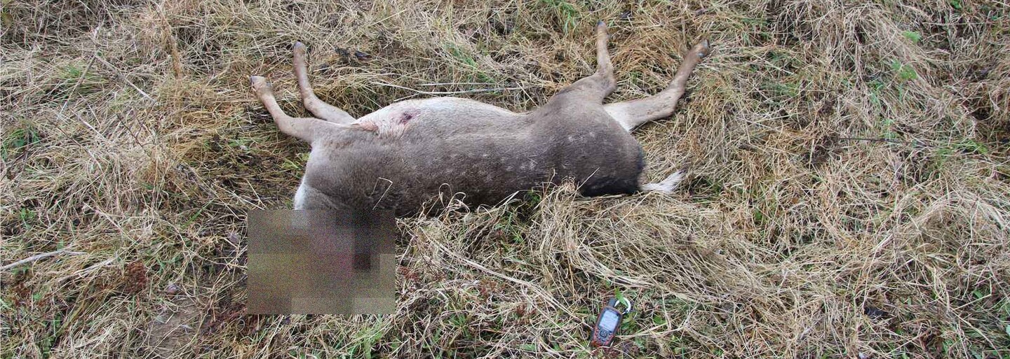 Policie pátrá po pytlákovi z Plzeňska. Zastřelené zvěři uřezal hlavu a tělo pohodil