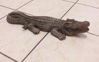 Policisté ve Vimperku byli zavoláni k odchytu krokodýla. Byl plastový