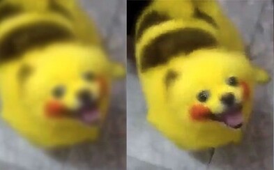 Posadnutosť Pokémon GO nepozná hraníc. Odniesol si to aj psík, ktorého majitelia nafarbili ako Pikachua Posadnutosť Pokémon GO nepozná hraníc. Odniesol si to aj psík, ktorého majitelia nafarbili ako Pikachua